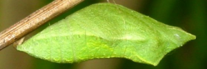 Pupae